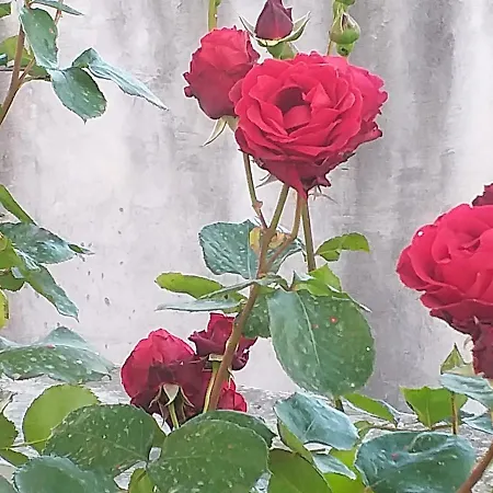 公寓 Ivan By The Sea Tribalj