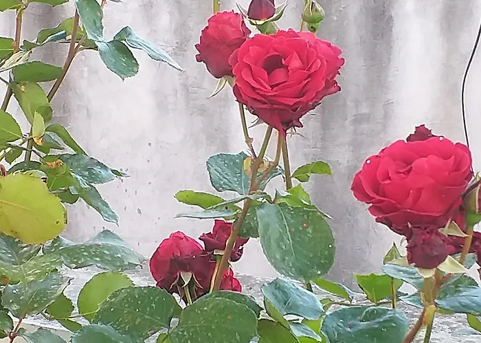 Apartman Ivan By The Sea Tribunj (Sibenik-Knin)